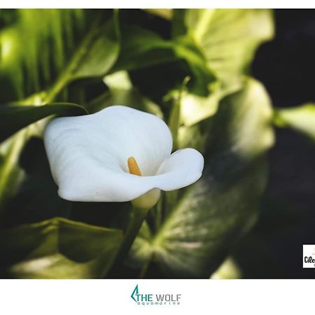 B&B Cilento Paestum Dış mekan fotoğraf
