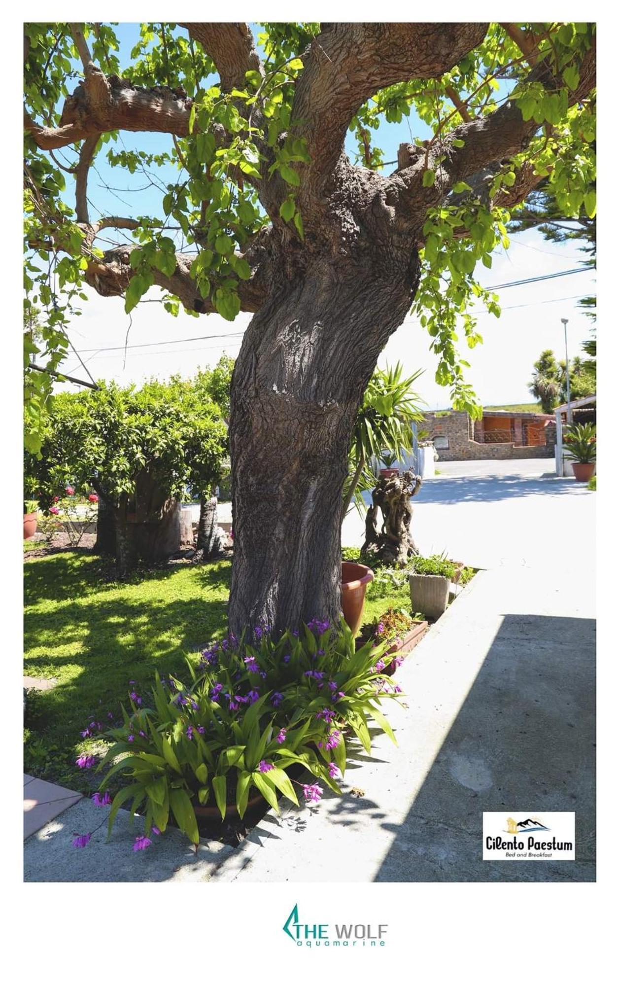 B&B Cilento Paestum Dış mekan fotoğraf